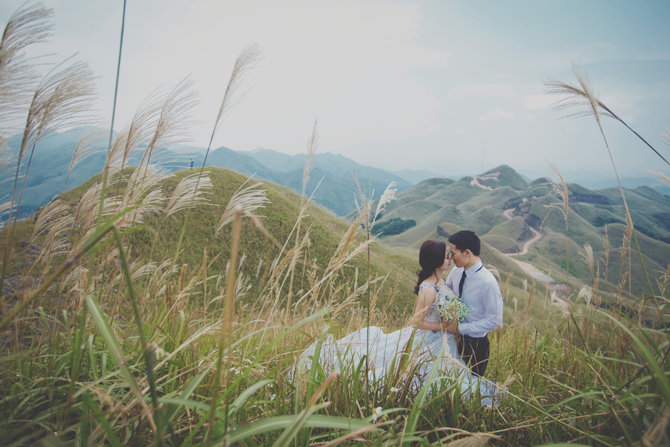 Cỏ lau Bình Liêu, Quảng Ninh